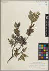 Foto von Salix glauca L. x Salix nigricans Sm.